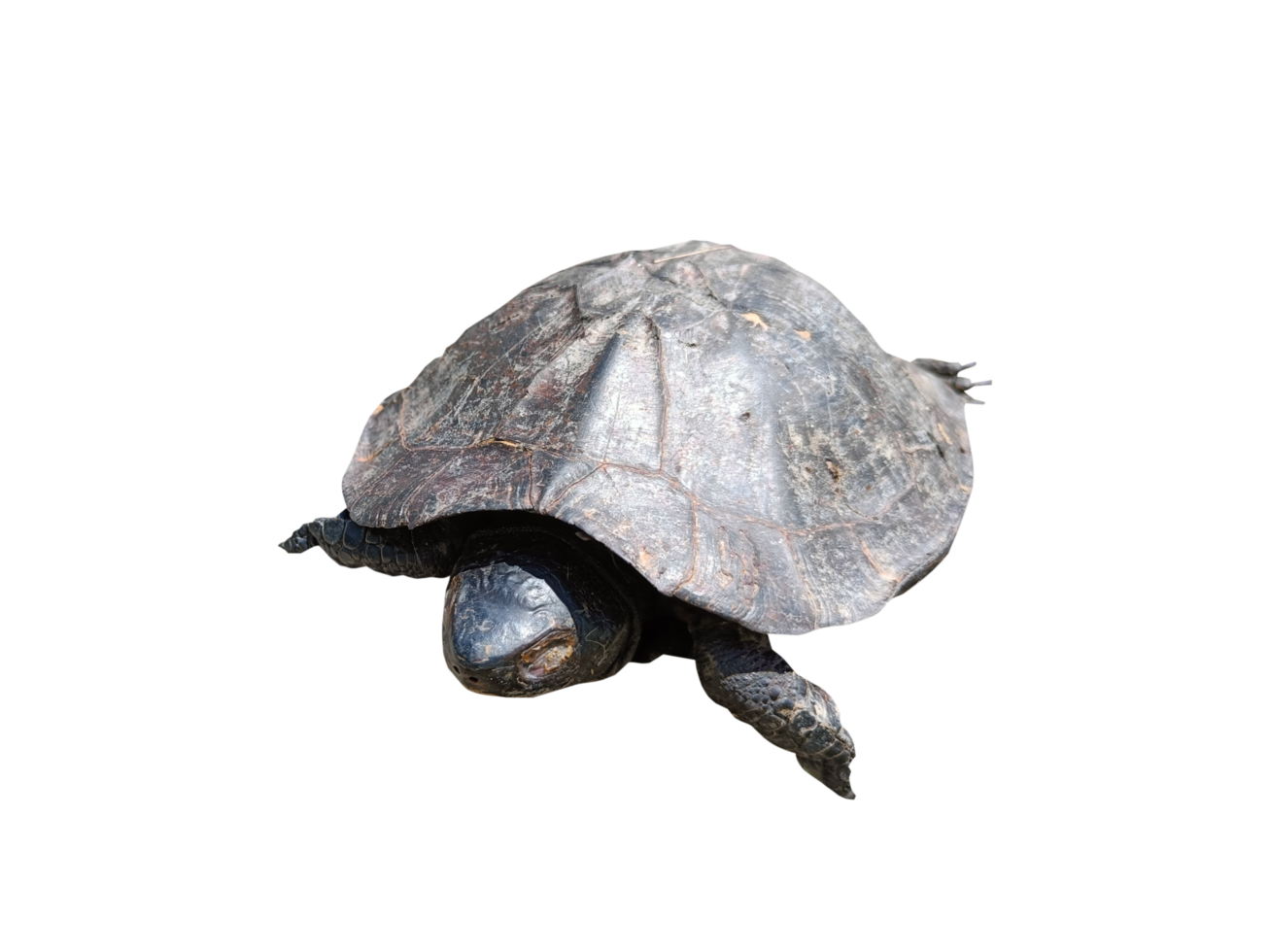 schildpad hebben een moeilijk schelp en wandelen langzaam. png