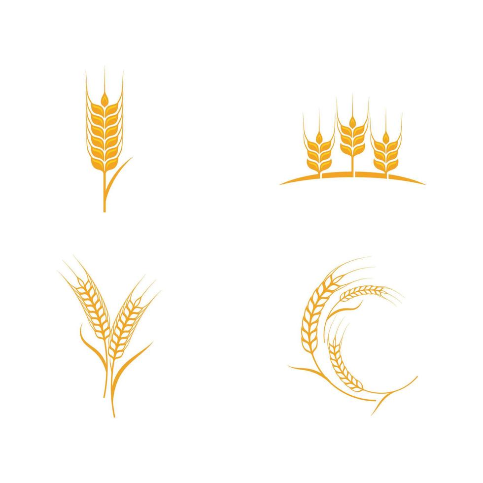 Agriculture wheat vector