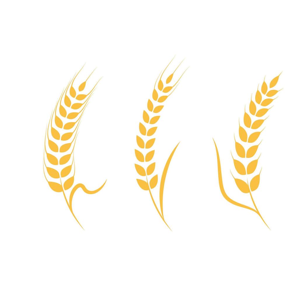 Agriculture wheat vector