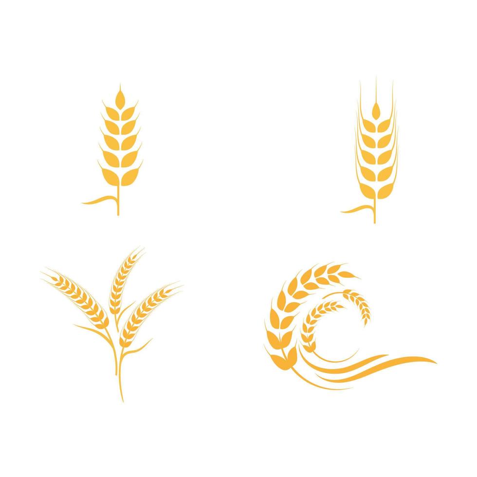 Agriculture wheat vector