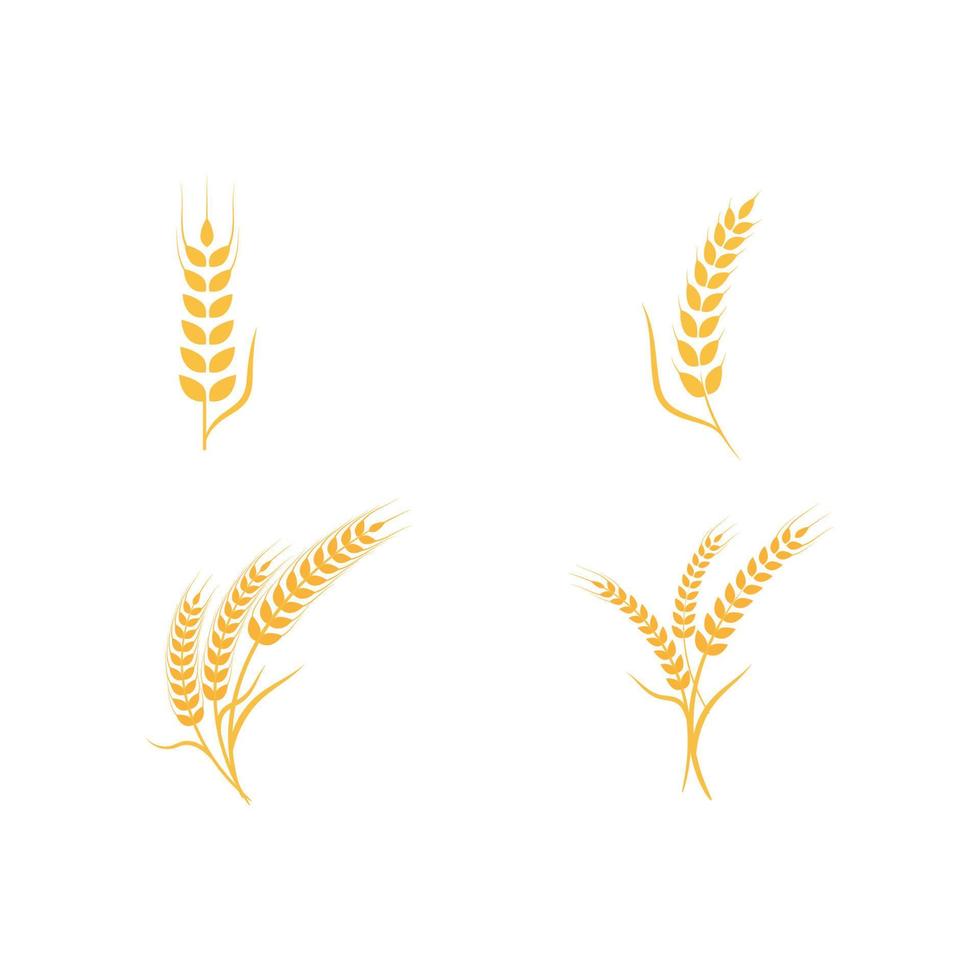 Agriculture wheat vector