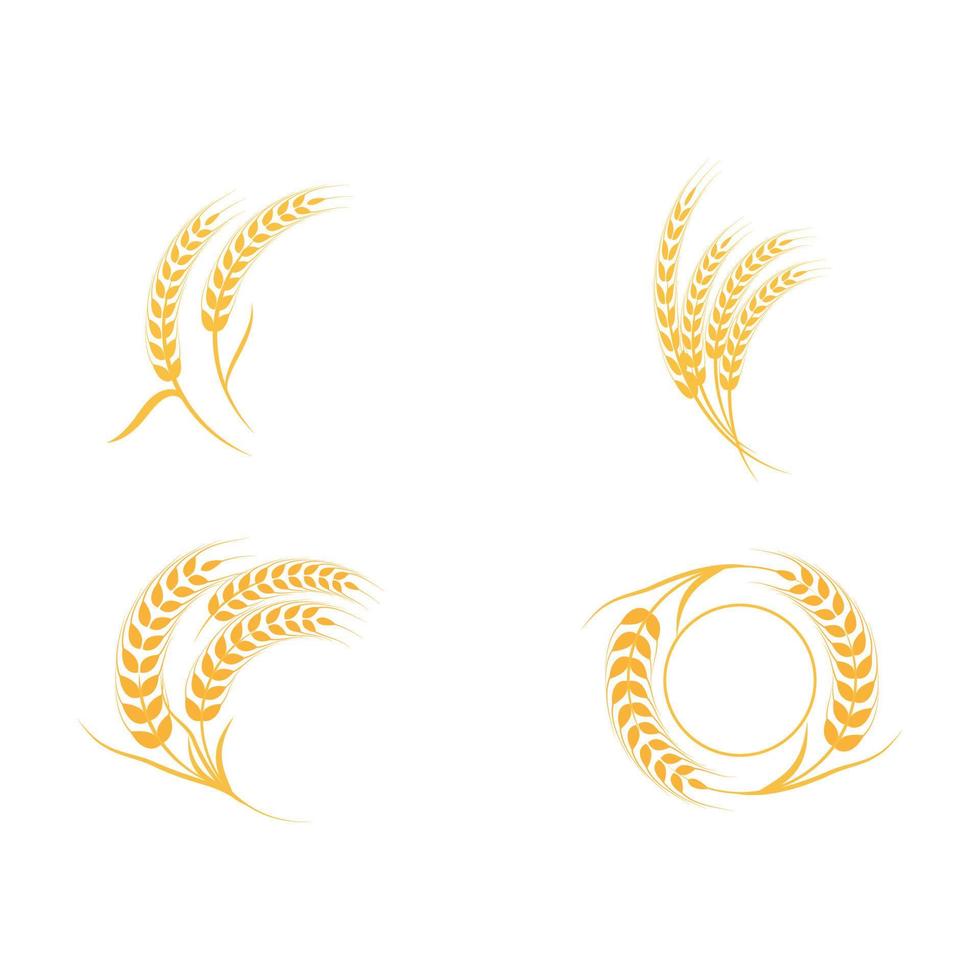 Agriculture wheat vector