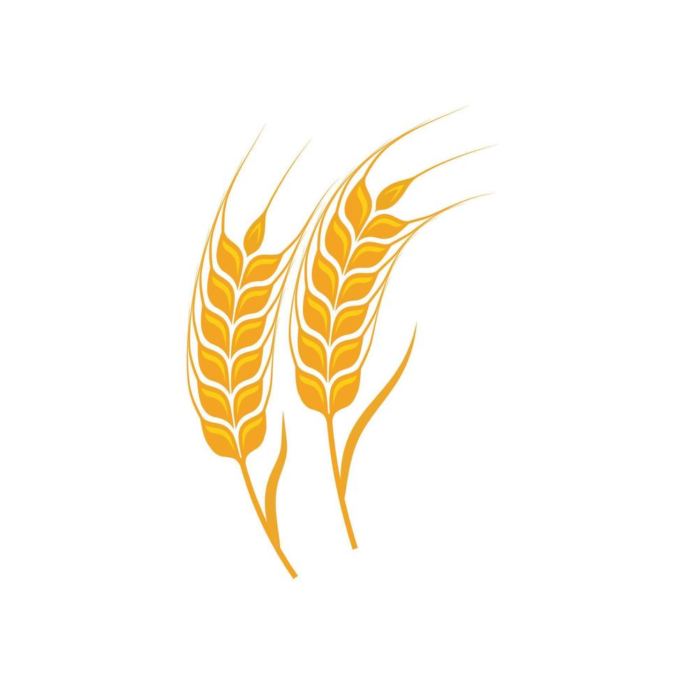 Agriculture wheat vector