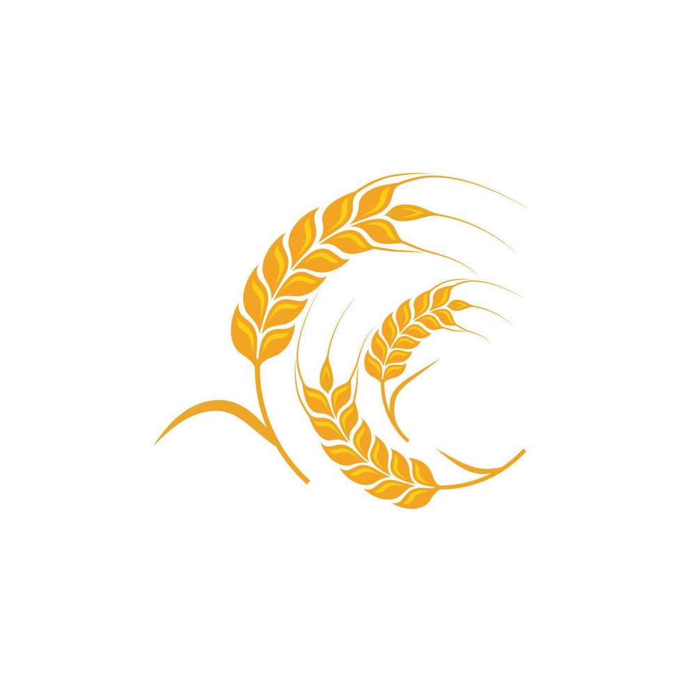 Agriculture wheat vector