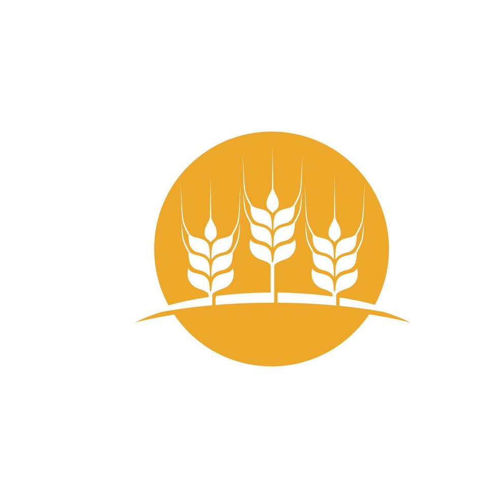 Agriculture wheat vector