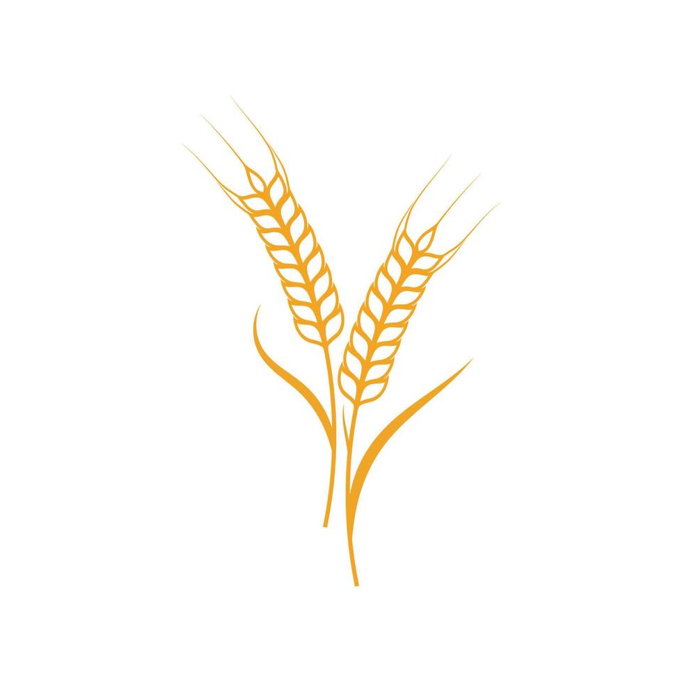 Agriculture wheat vector