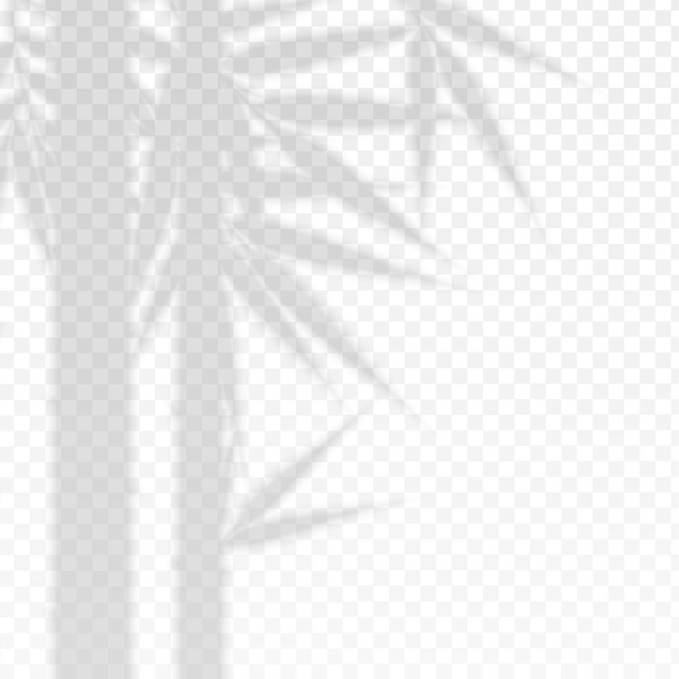 Bamboo Branches Leaves Overlay Effect Transparent Shadow. Vector