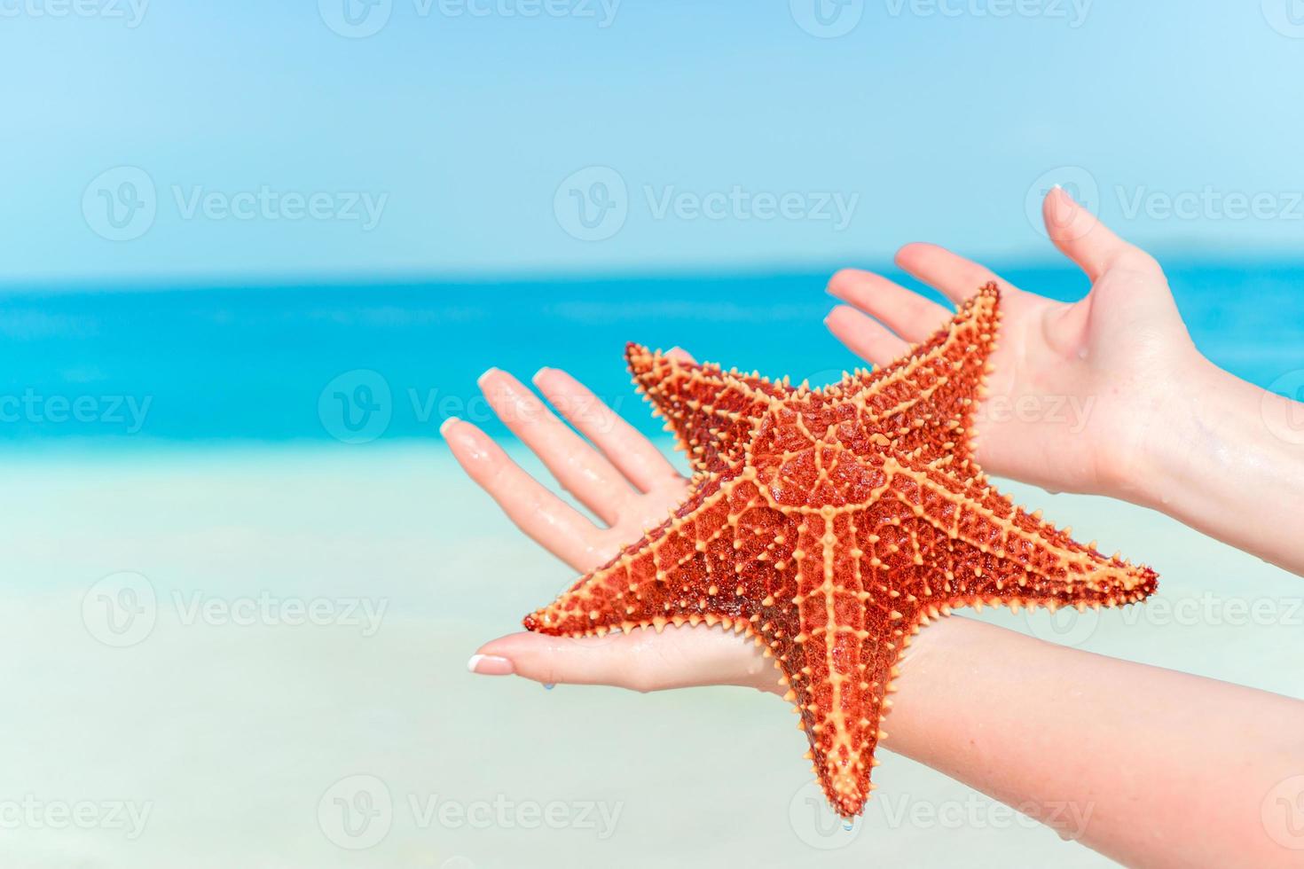 Tropical white sand with red starfish in clear water photo