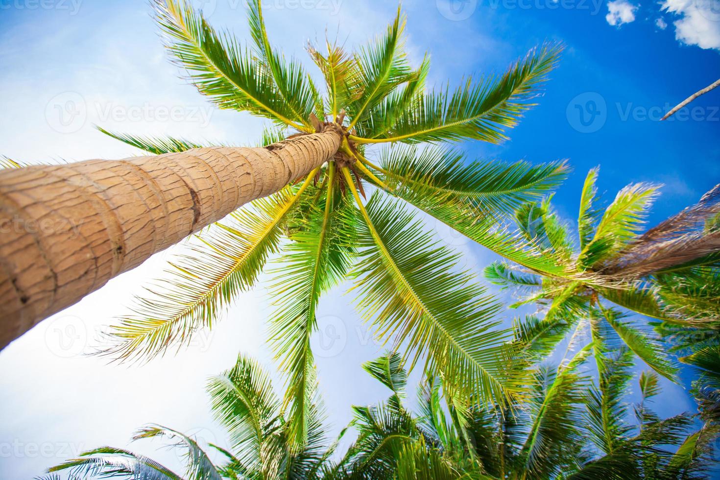 Tropical beach with beautiful palms and white sand photo