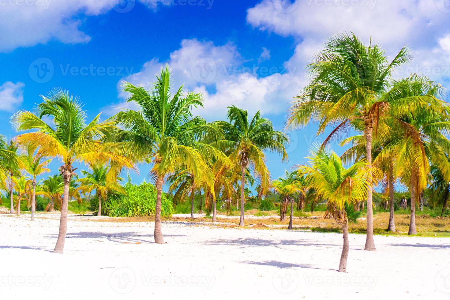 Palm trees on white sand beach. Playa Sirena. Cayo Largo. Cuba. photo