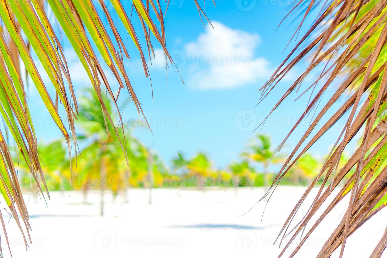 Palm trees on white sand beach. Playa Sirena. Cayo Largo. Cuba. photo
