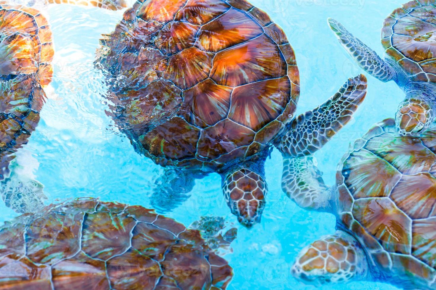 tortugas marinas mirando desde el agua en la reserva hasta que son liberadas en mar abierto foto