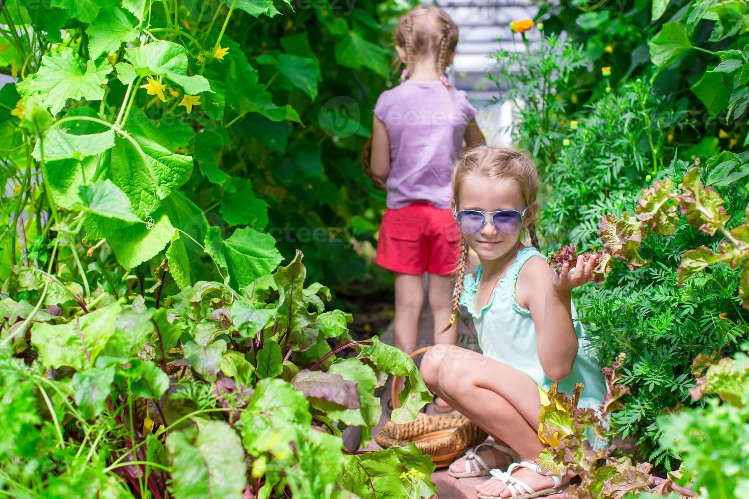 Cute little girls collecting crop cucumbers in greenhouse photo