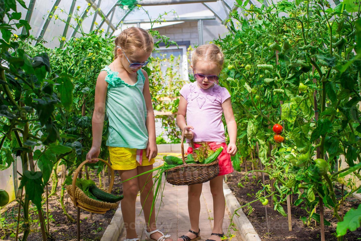 Little girls collecting crop cucumbers in the greenhouse photo