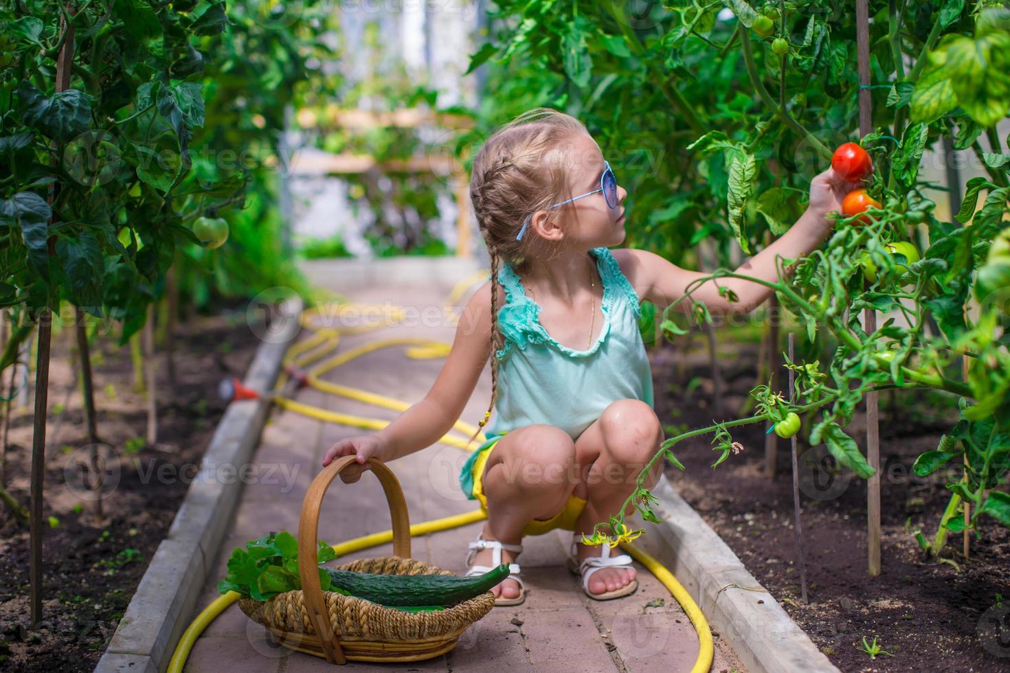 Little girl collecting crop cucumbers and tomatos in greenhouse photo