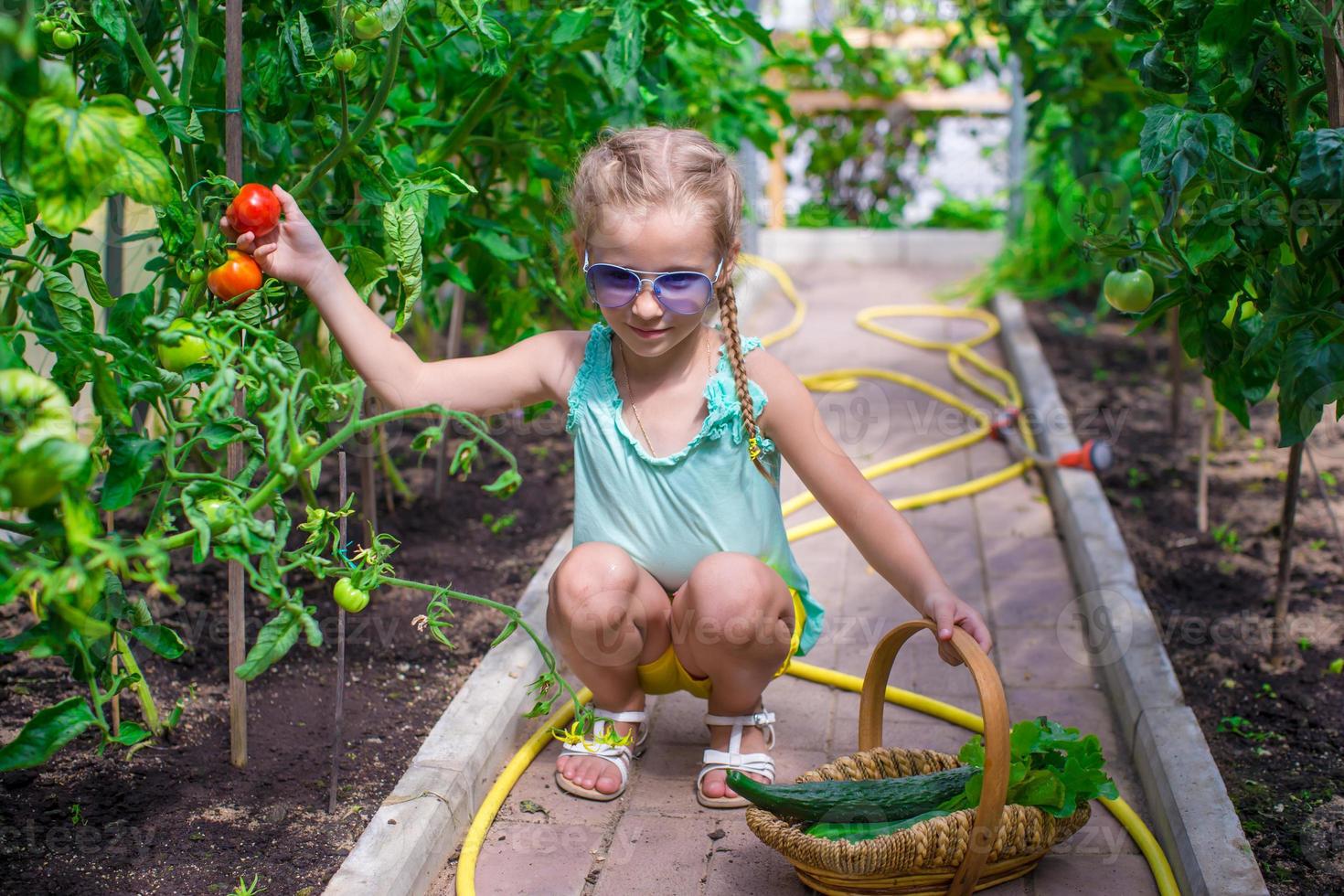 Little girl collecting crop cucumbers and tomatos in greenhouse photo