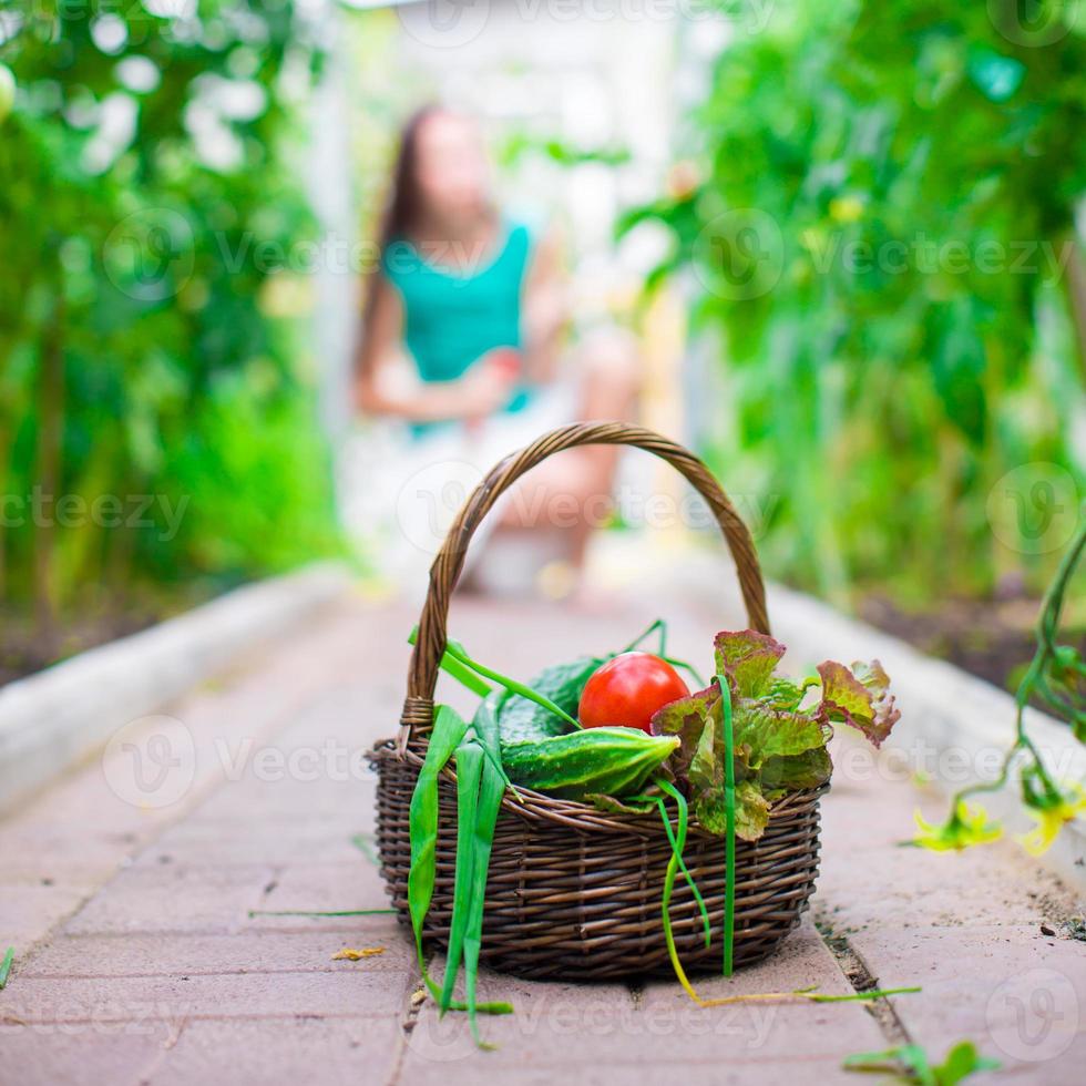 Closeup basket of greenery and vagetables in the greenhouse photo