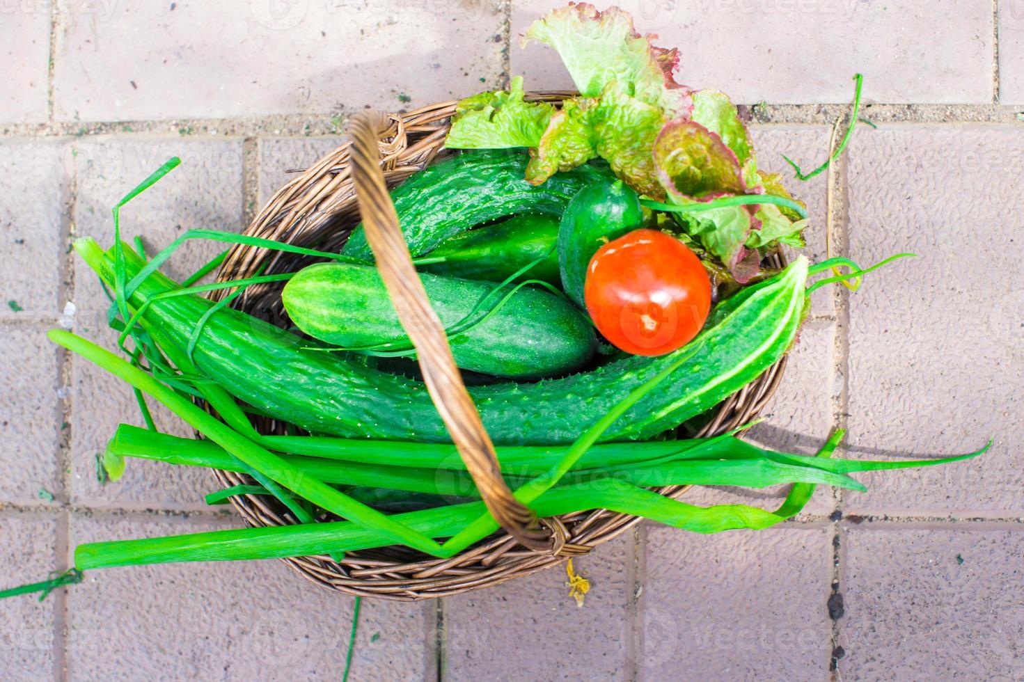 Closeup basket of greenery and vagetables in the greenhouse photo