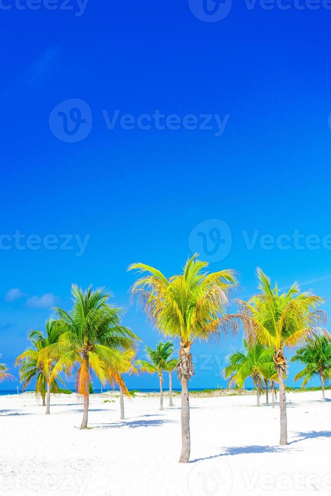 Palm trees on white sand beach. Playa Sirena. Cayo Largo. Cuba. photo