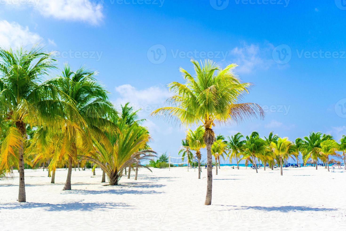 Palm trees on white sand beach. Playa Sirena. Cayo Largo. Cuba. photo