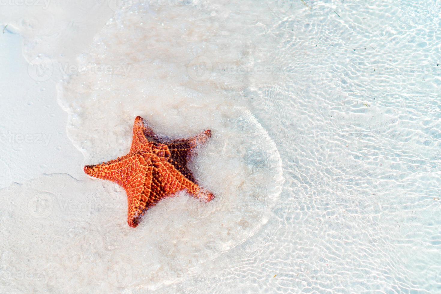 arena blanca tropical con estrellas de mar rojas en agua clara foto