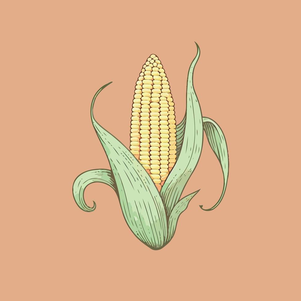 corn plant cultivation with ripe corn cobs vector