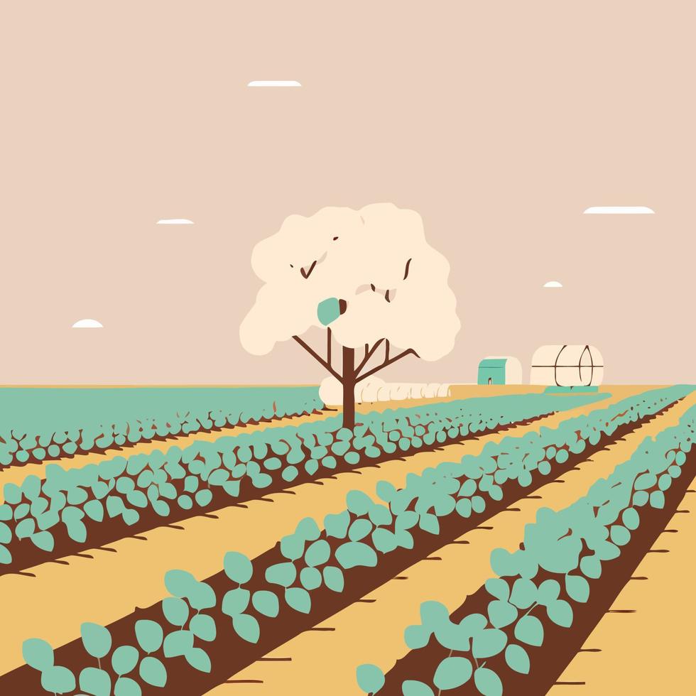 Cotton cultivation in agricultural production farm vector