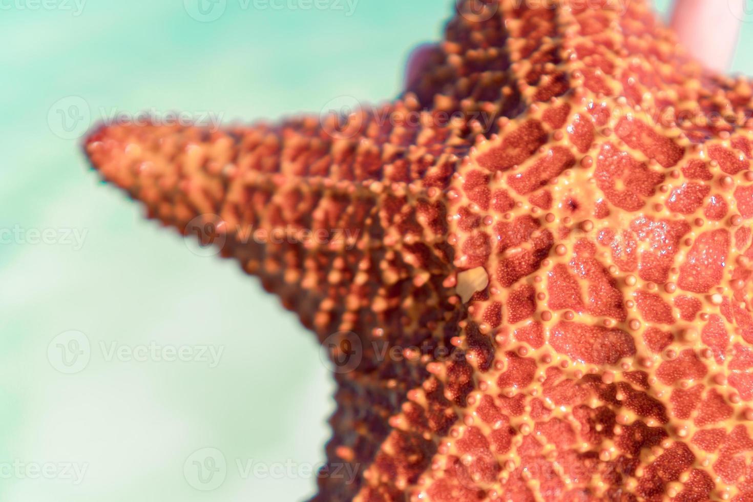 Tropical white sand with red starfish in hands background the sea photo