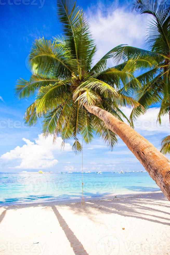 Coconut Palm tree on the white sandy beach photo