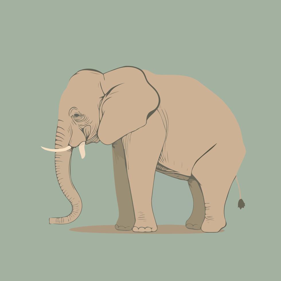 big African elephant animal standing isolated vector