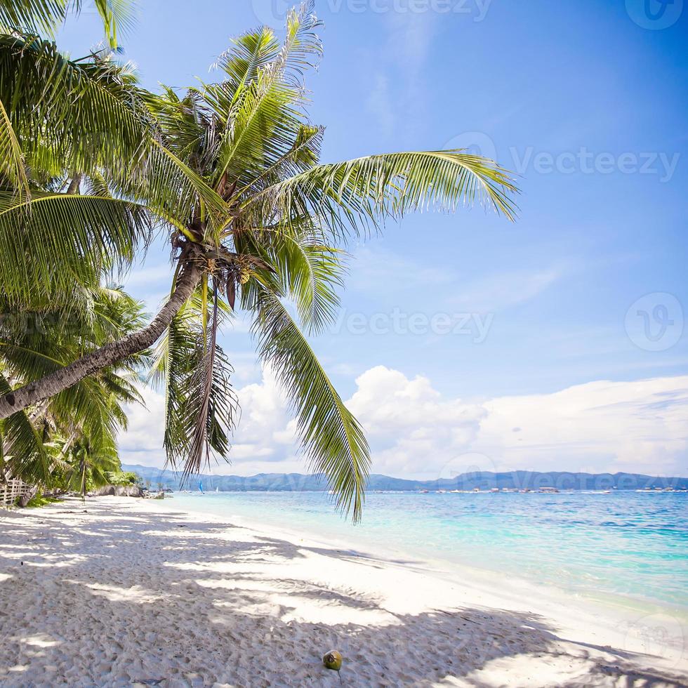 Coconut Palm tree on the white sandy beach photo