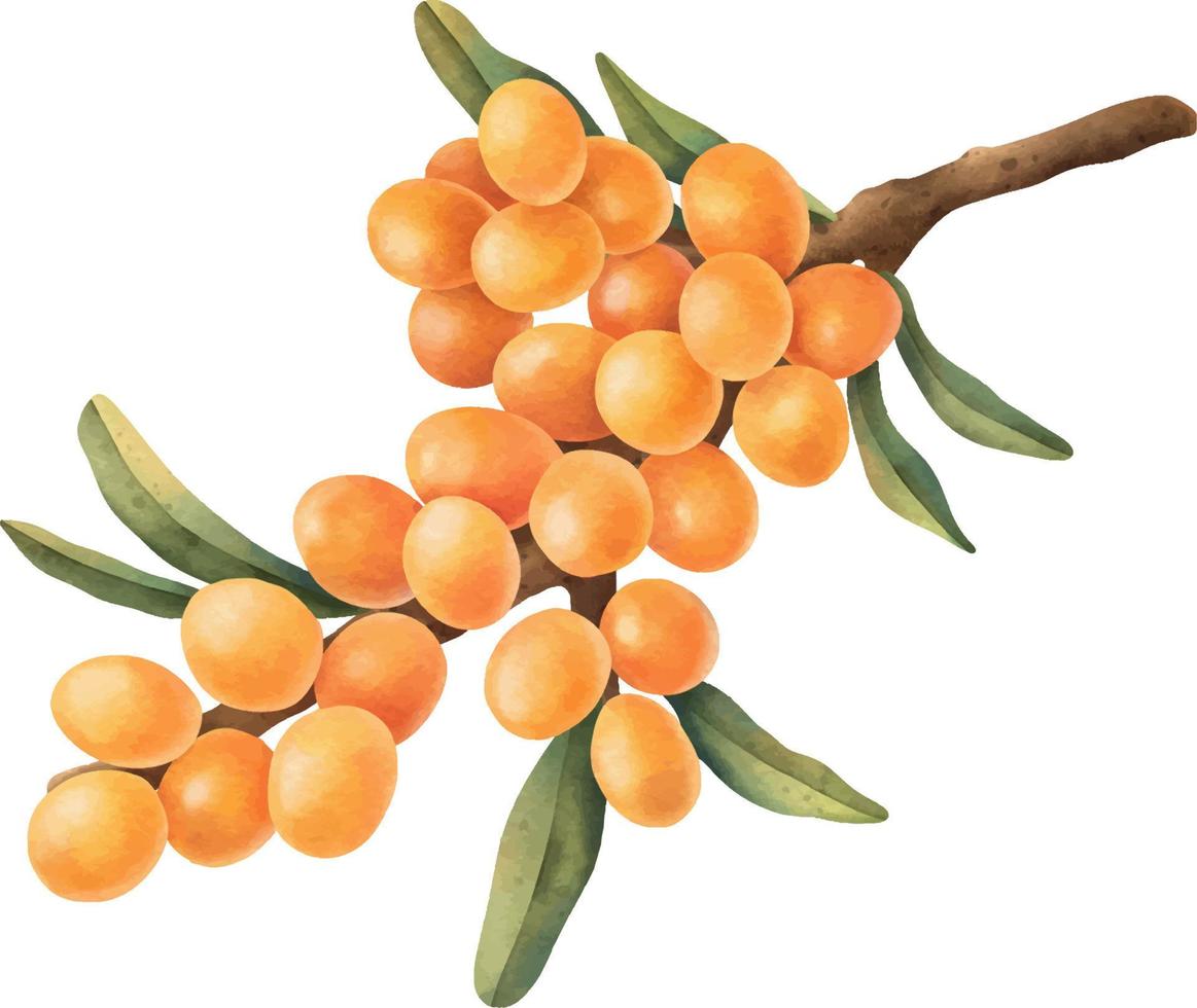 Buckthorn berry illustration. Hand drawn watercolor illustration vector