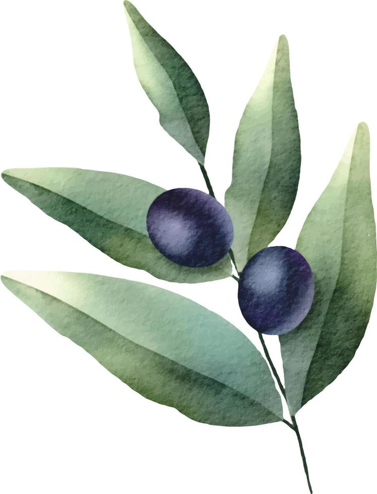 elemento de rama de olivo. dibujado a mano ilustración acuarela vector