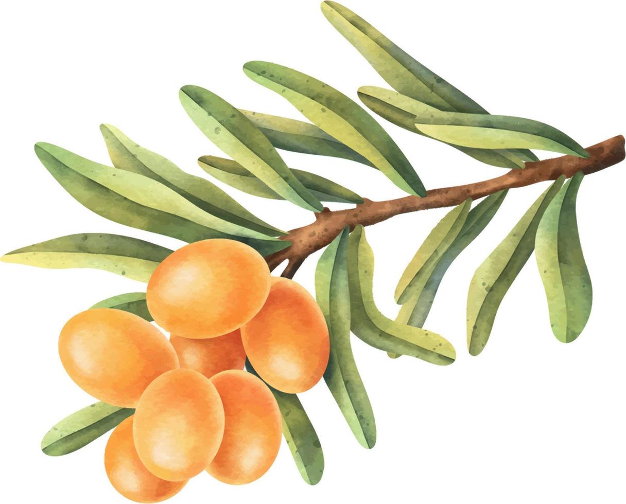 Buckthorn berry illustration. Hand drawn watercolor illustration vector