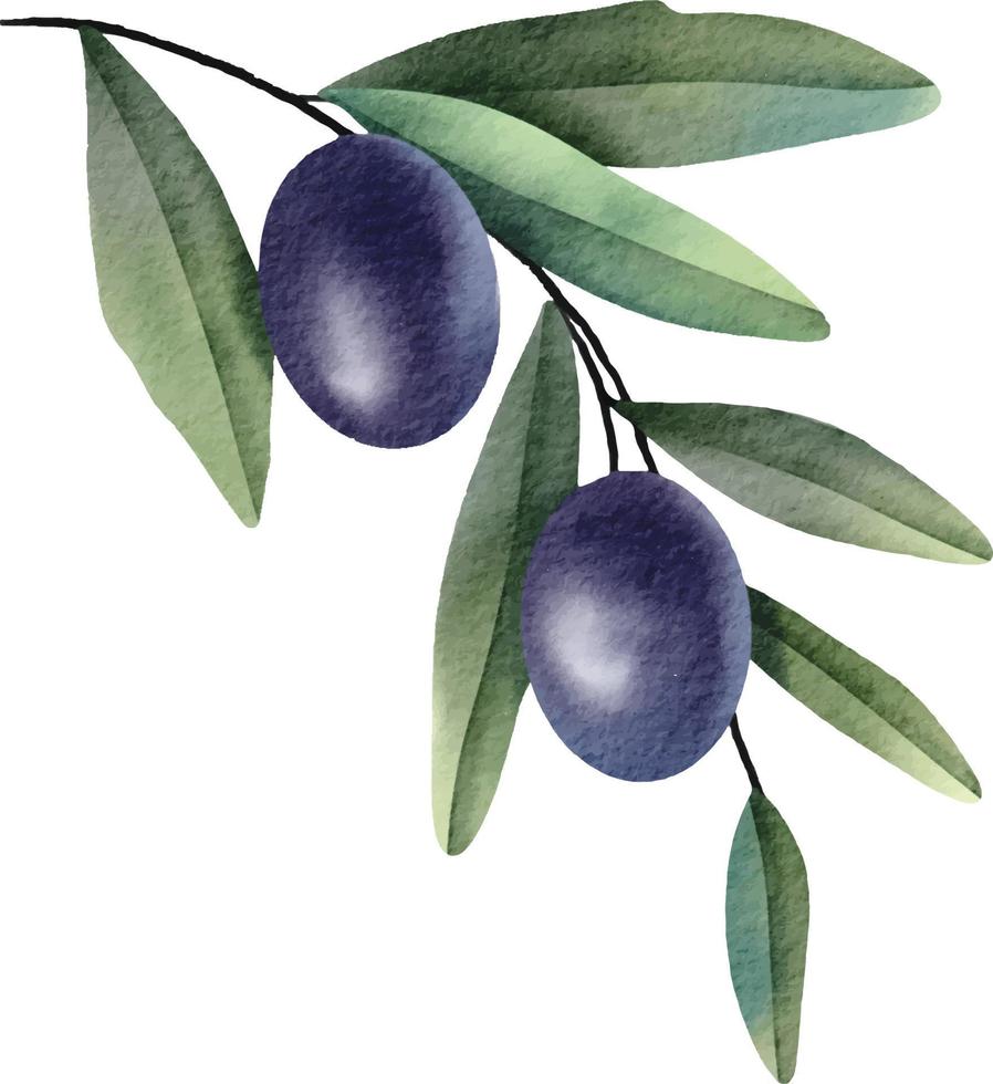 Olive branch element. Hand drawn watercolor illustration vector