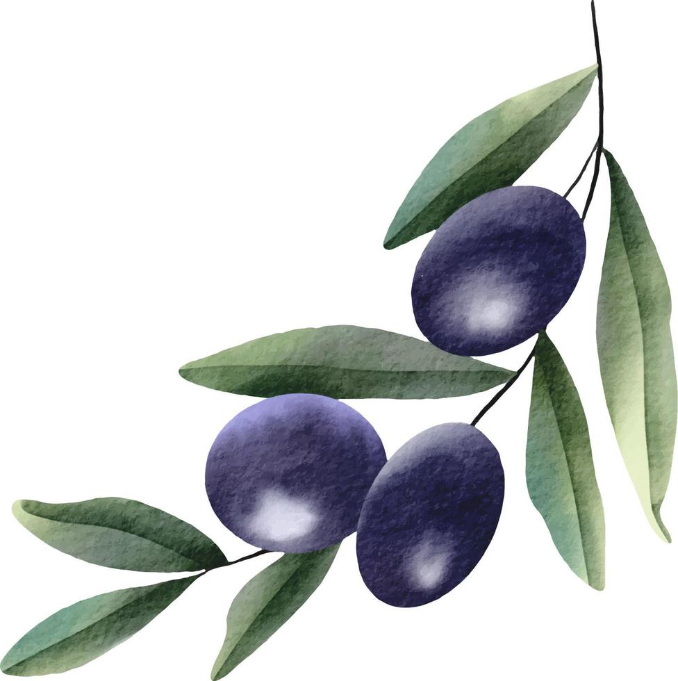 Olive branch element. Hand drawn watercolor illustration vector