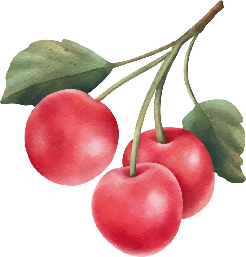 Red cherry element. Hand drawn watercolor illustration vector