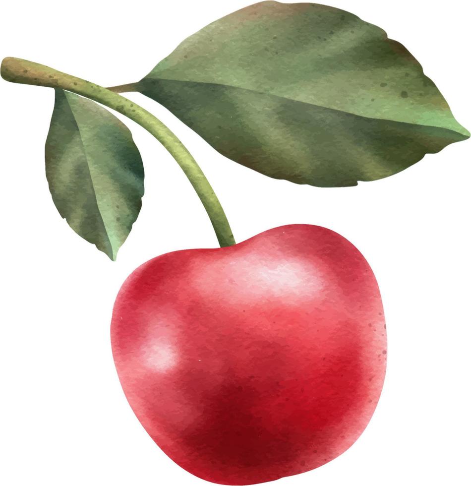 Red cherry element. Hand drawn watercolor illustration vector