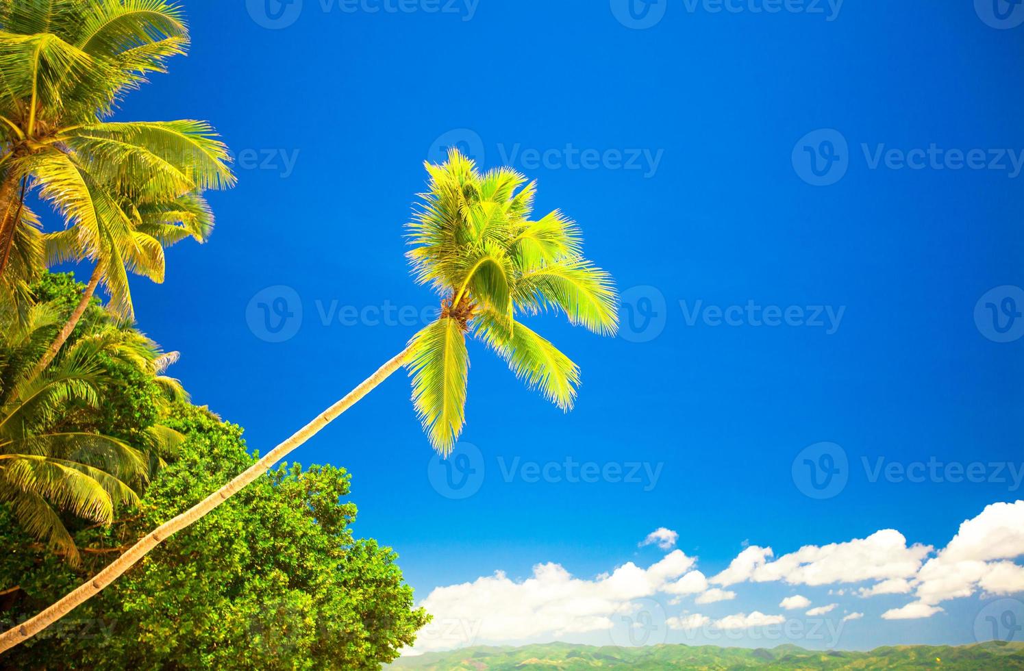 Tropical beach with beautiful palms and white sand photo