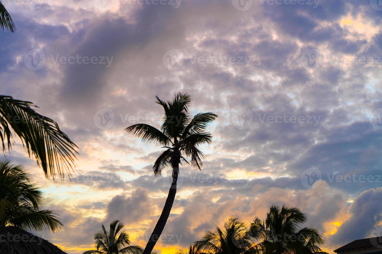 Colorful sunset over sea beach with palmtree silhouette photo