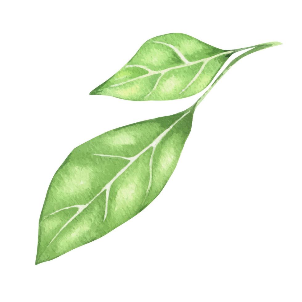ilustración acuarela de hojas verdes. ramas verdes acuarelas. aislado. se puede utilizar como elemento en el diseño decorativo de tarjetas de invitación, boda o felicitación. vector
