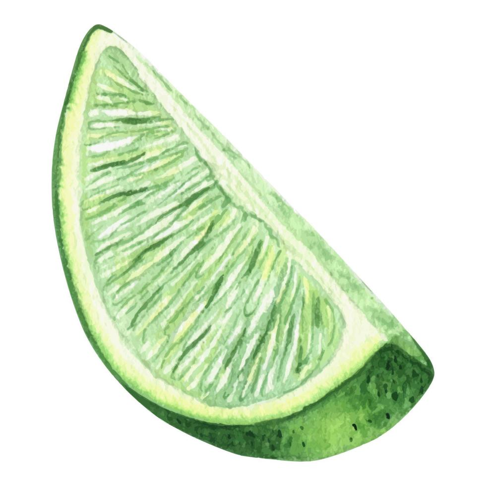 Watercolor illustration of slice fresh and juicy lime. Citrus ingredient for cocktails and lemonades. piece of tropical fruit, vegetarian food. isolated on a white background. vector