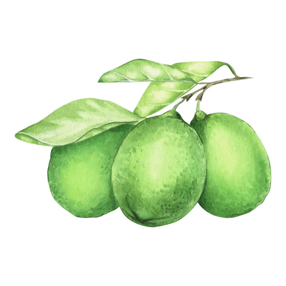 Watercolor whole fresh lime with leaves. Lime fruit with leaf. Hand drawn botanical illustration of green citrus fruits isolated on white background. vector