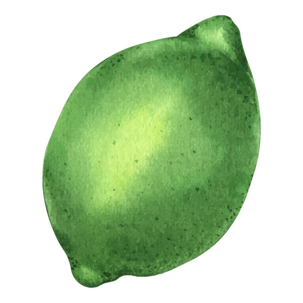 Watercolor whole fresh lime with leaves. Lime fruit with leaf. Hand drawn botanical illustration of green citrus fruits isolated on white background. vector