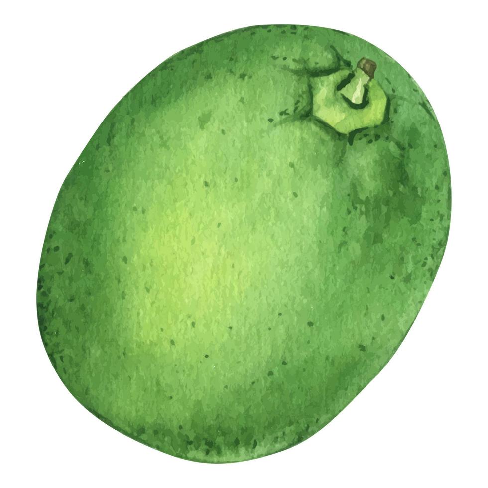 acuarela lima entera fresca con hojas. fruta de lima con hoja. ilustración botánica dibujada a mano de cítricos verdes aislados en fondo blanco. vector
