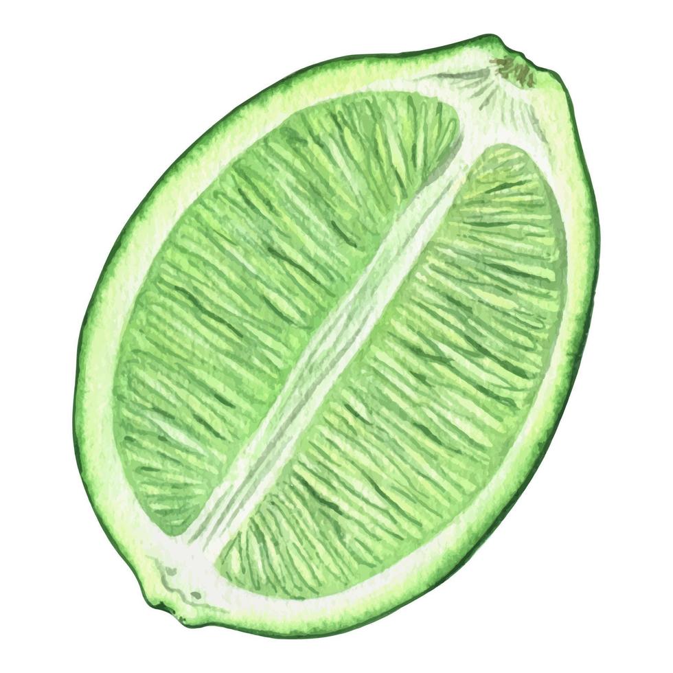 Watercolor illustration of slice fresh and juicy lime. Citrus ingredient for cocktails and lemonades. piece of tropical fruit, vegetarian food. isolated on a white background. vector
