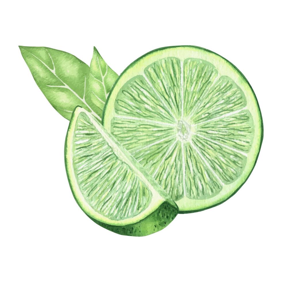Watercolor illustration of a ripe juicy lime with leaves and a slice of lime. a piece of tropical fruit, vegetarian food. isolated on a white background. vector