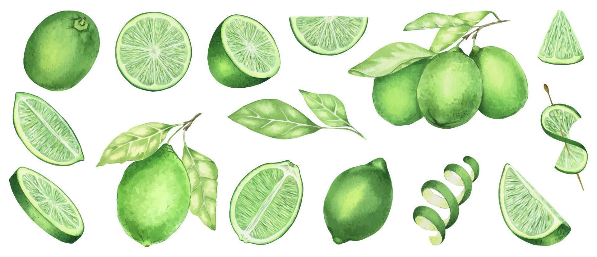 un conjunto de ilustraciones acuarelas de rodajas de lima enteras de media lima fresca y jugosa. ingrediente cítrico para cócteles y limonadas. una pieza de fruta tropical, comida vegetariana. vector