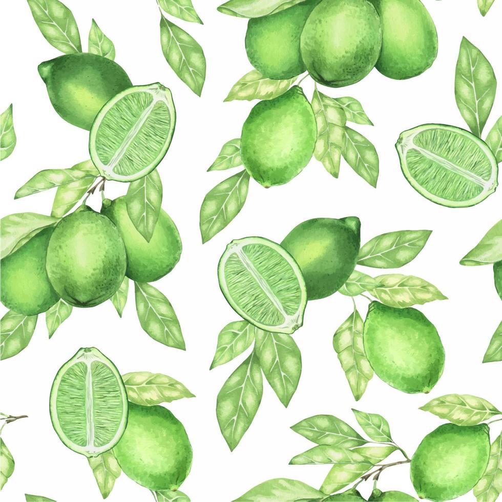 Juicy green lime. Lime slices. Exotic citrus fruit. Watercolor seamless pattern. On a white background. Suitable for textiles, packaging, wrapping, postcards, decoration. vector