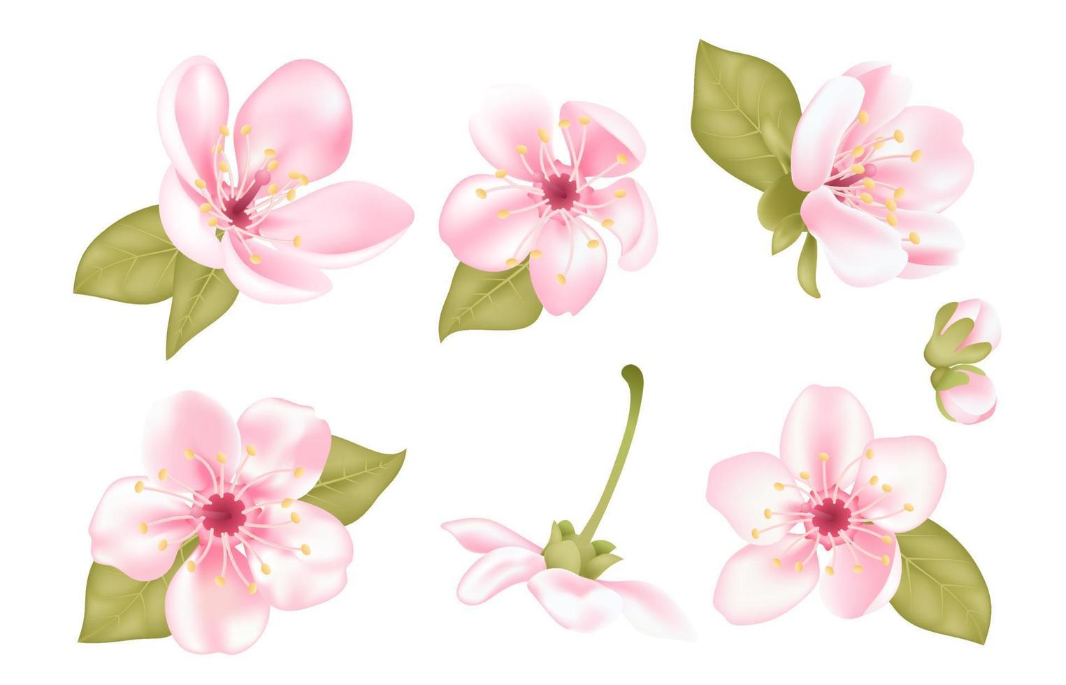 Collection of beautiful pink sakura cherry tree flowers with green leaves isolated on transparent background. Set of Japanese cherry tree blossom. Floral spring design vector illustration.